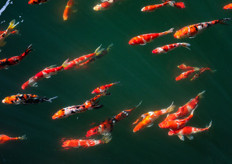 Colorful Fancy Koi Carp Fishes
