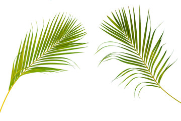  Palm leaf which sway isolated on white background .