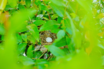 The small egg on the bird nest