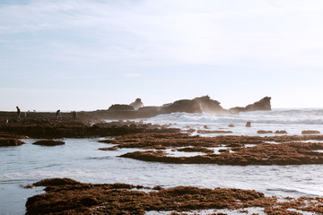 Pacific Coast Tide Pools