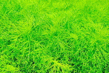 green grass background. Green leaf background. Nature background