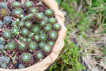 Succulents or cactus in a garden. Echeveria, a stone rose in flower pot. Close up image of succulent.Top view.