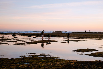 Tide Pool Scavenging