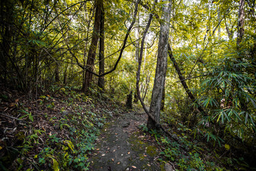 The abstract background of forest blurred nature, autumn colors, ecological beauty and environmental conservation