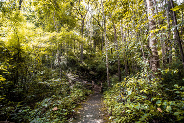 The abstract background of forest blurred nature, autumn colors, ecological beauty and environmental conservation