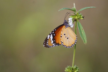 butterfly on flower