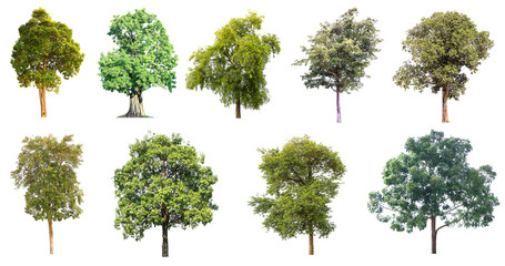The collection of isolated tree on white background..