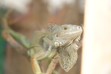 Proud iguana 