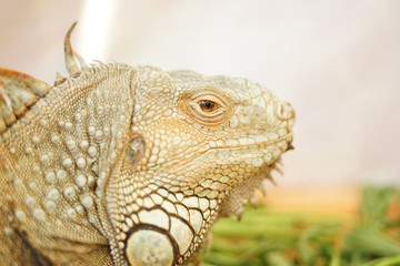 Iguana 