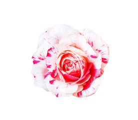 Rose flowers white petal with pink  striped patterns blooming isolated on background and clipping path , top view