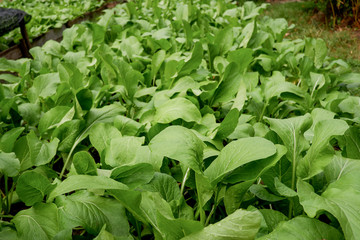 Fototapeta na wymiar Lettuce field on salad farm