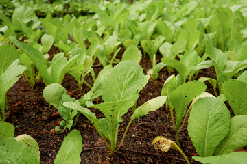 Lettuce field on salad farm
