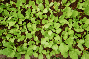 Lettuce field on salad farm