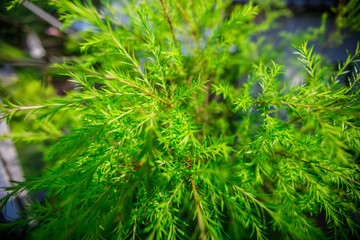 The abstract background of forest blurred nature, autumn colors, ecological beauty and environmental conservation