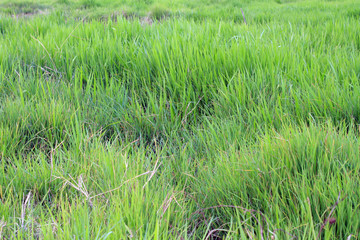 Green grass in the field