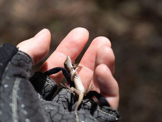 死んだふりをするトカゲ