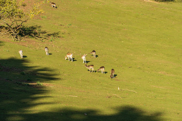 Greifvogelstation und Wildfreigehege Hellental