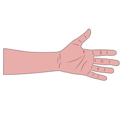 male white wrist. isolated cartoon vector illustration