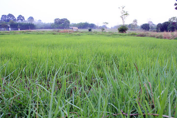 Fototapeta premium Green grass in the field