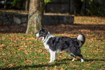 Obraz premium Black and white border collie
