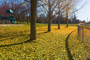 Autumn in recreational area of Falls Church, Virginia, USA. Fallen leaves of gingko trees in late fall near playground.