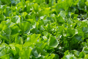 Lettuce leaf in the greenhouse.