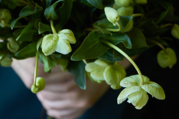 Close-up of a woman in a green dress holding a bouquet of fresh blooming hellebore flowers, selective focus