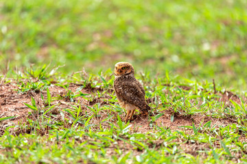 Naklejka na ściany i meble The Burrowing Owl, also called Field Caburet, Beach Owl, Field Owl, Miner , is called the 