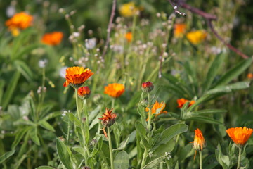 field of red flowers
