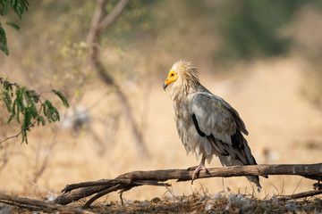 Egyptian vulture or Neophron percnopterus perched on tree trunk with a beautiful clean and green background at jorbeer conservation reserve, bikaner, rajasthan, india