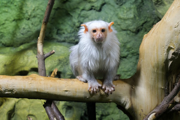 Marmoset monkey on a tree. Lovely wild animal.