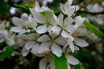 Яблоня цветет