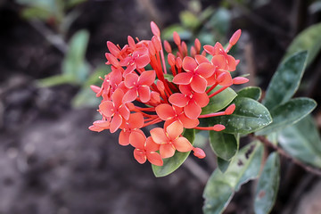 Ixora is a genus of flowering plants in the family Rubiaceae. This is the only genus in the tribus Ixoreae. This genus consists of evergreen trees and tropical shrubs and has around 562 species.