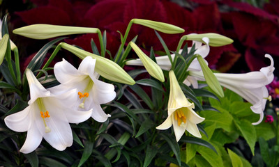 Easter lilies on display