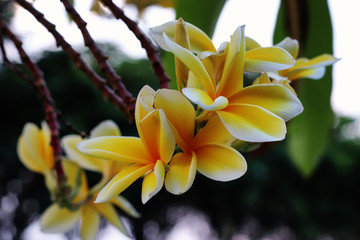 magnolia champaca or yellow cempaka or cempaka is a large evergreen green tree whose white or yellow flower