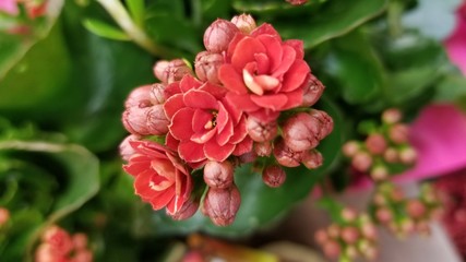 flowers in the garden