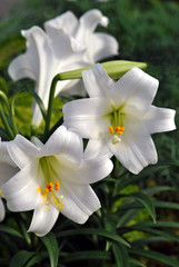 Easter lilies on display