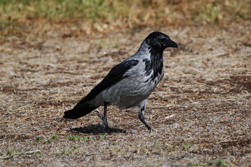 A Colombo crow (Corvus splendens) walking on a grassy lawn