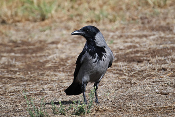 Fototapeta premium A Colombo crow (Corvus splendens) walking on a grassy lawn