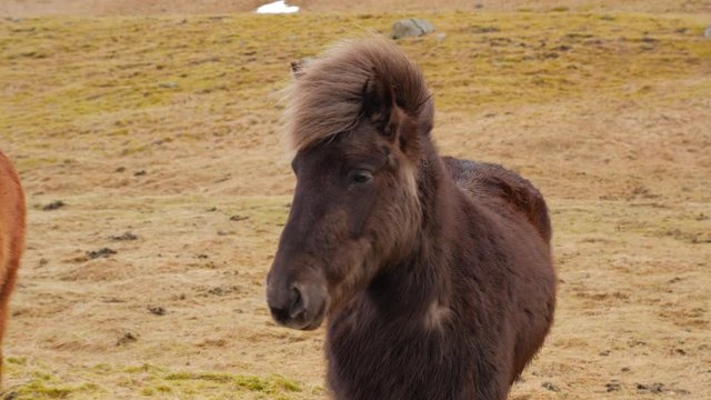 Icelandic Brown Horse Standing On Moss Covered Ground 1