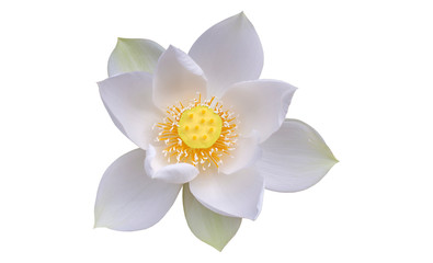 lotus flower isolated on white background