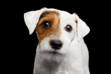 Closeup Portrait of Sneaky Jack Russell Terrier Dog isolated on Black background