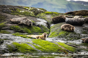 Scottish fur seals resting on coastal stones.