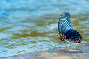 Fototapeta na wymiar Beautiful butterfly on stone on blurred waterfall in nature