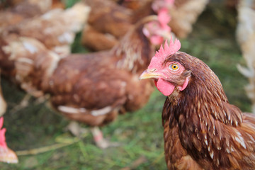 Brown female chicken on a traditional organic hen farm