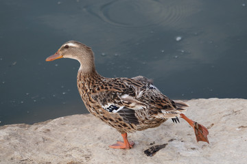 A female mallard (Anas platyrhynchos) on the shore of Nahal Alexander