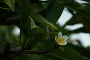 Plumeria blooming in the garden very fresh eye when looking.
