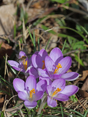 Fototapeta premium Krokus