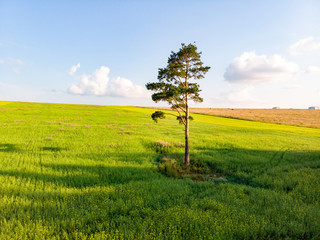 Fototapeta na wymiar Beautiful summer landscape with meadow and road