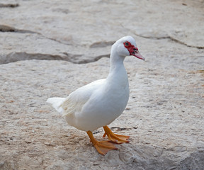  A feral Muscovy duck (Cairina moschata) on a rock in Nahal Alexander.